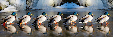 ducks